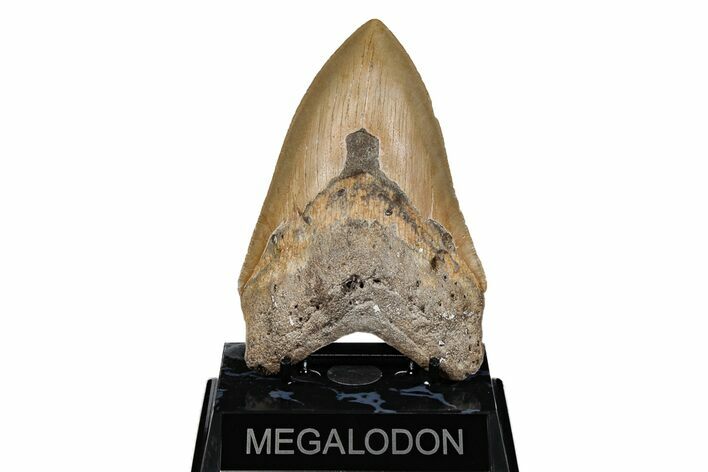 Serrated, Fossil Megalodon Tooth - North Carolina #201914